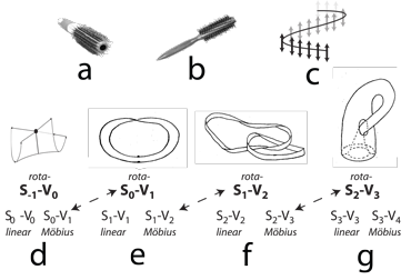 Figure 22: The Mobius strip biology